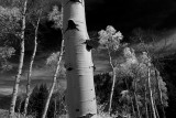 BWIMGP5456IR.jpg