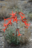 Scarlet Gilia