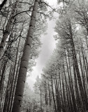 Black and White Trees