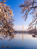 Cherry Blossoms Washington DC 2007 and 2008