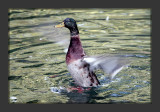 Mallard drake