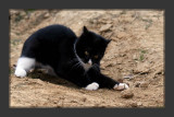 Bandit - Barn Kitten
