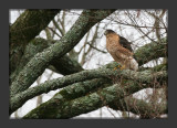 Coopers Hawk2