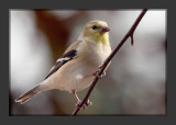 Goldfinch