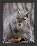 Angry Squirrel