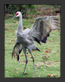 Sandhill Crane2