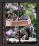 Bird Feeders?