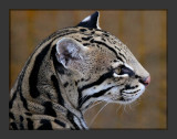 Ocelot