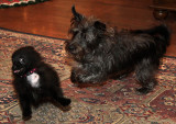 The Girls Playing
