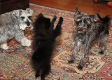 The Pom Puppy meets the Schnauzers