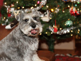 Sammy Claus
