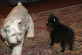 Frankie and Sophie