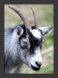 Miniature goat