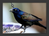 Common Grackle