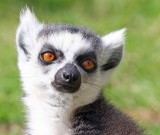 Lemur