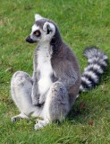 Lemur