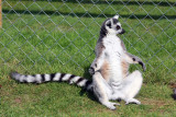 Lemur