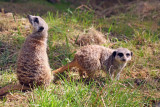 Meercats