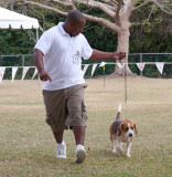Beagle