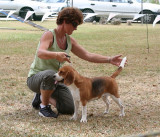 Beagle