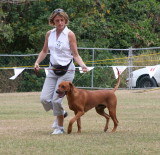 Rhodesian Ridgeback