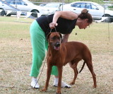 Rhodesian Ridgeback