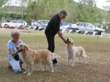 Golden Retreiver