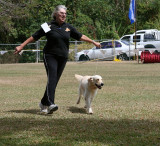 Golden Retreiver