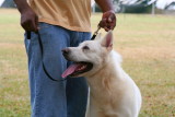 Akita