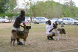 Akitas