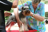 Miniature Schnauzer