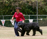 Bouvier Des Flandres