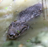 Alligator