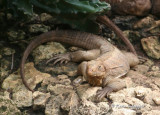 Cuban Iguana