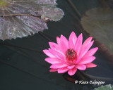Waterlily