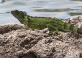 Iguana (Grand Cayman)