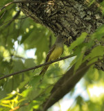 Great Crested Flycatcher