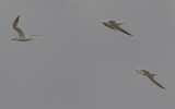 Terns on-the-wing