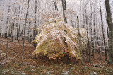 1st Snow, 2009 - on Cabin Mt.