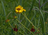 Field Wildflowers