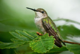 Ruby-Throated Hummingbird