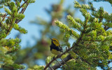 Black-throated Green Warbler (Male)