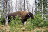 American Bison