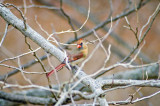 Northern Cardinal (Female)