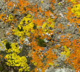 Colorful Lichen Display