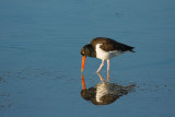 American Oystercatcher 03.jpg