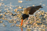 American Oystercatcher 06.jpg