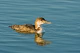 Common Loon 03.jpg