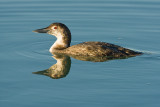 Common Loon 04.jpg