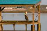 Pelican 03.jpg